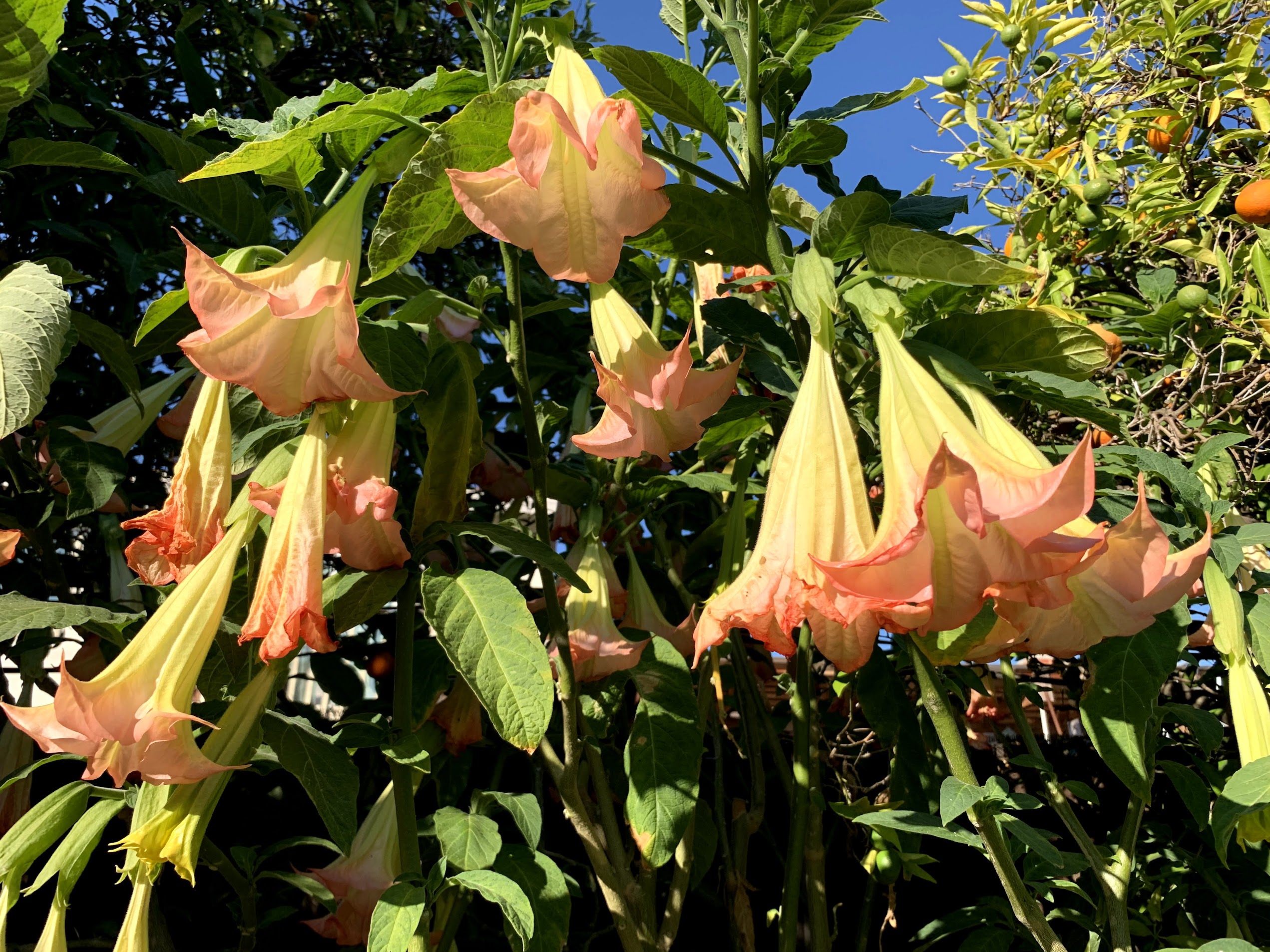 angels trumpet