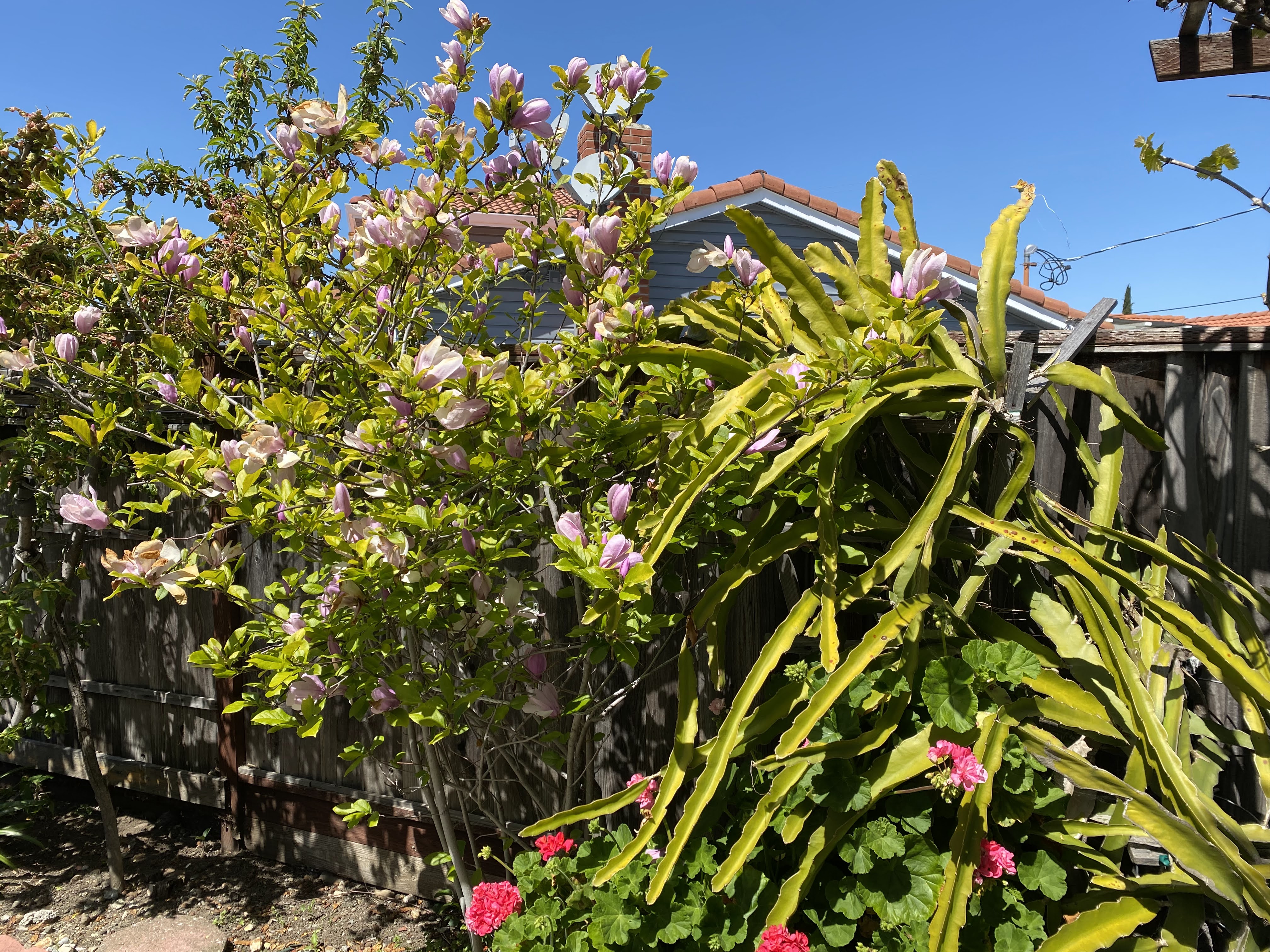 Front yard pergola