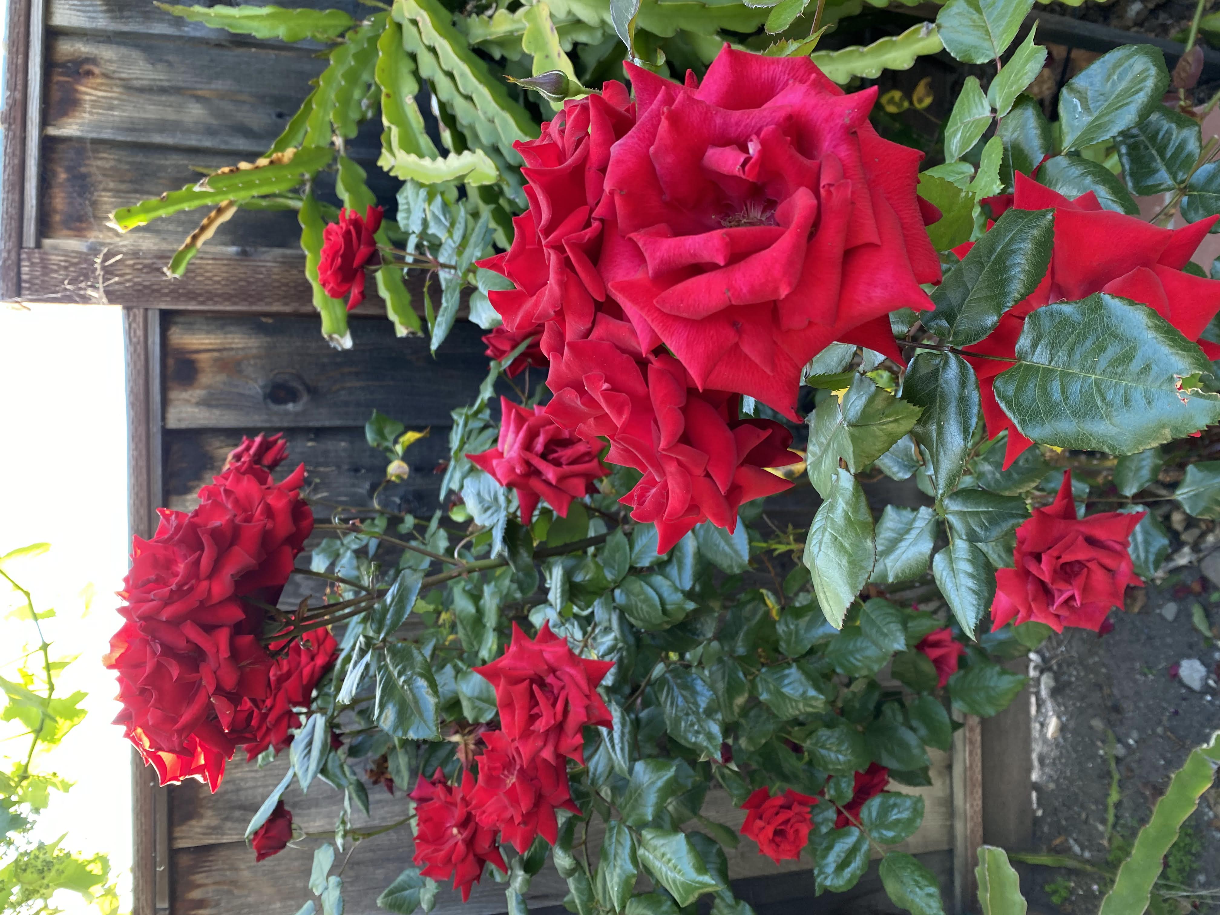red roses