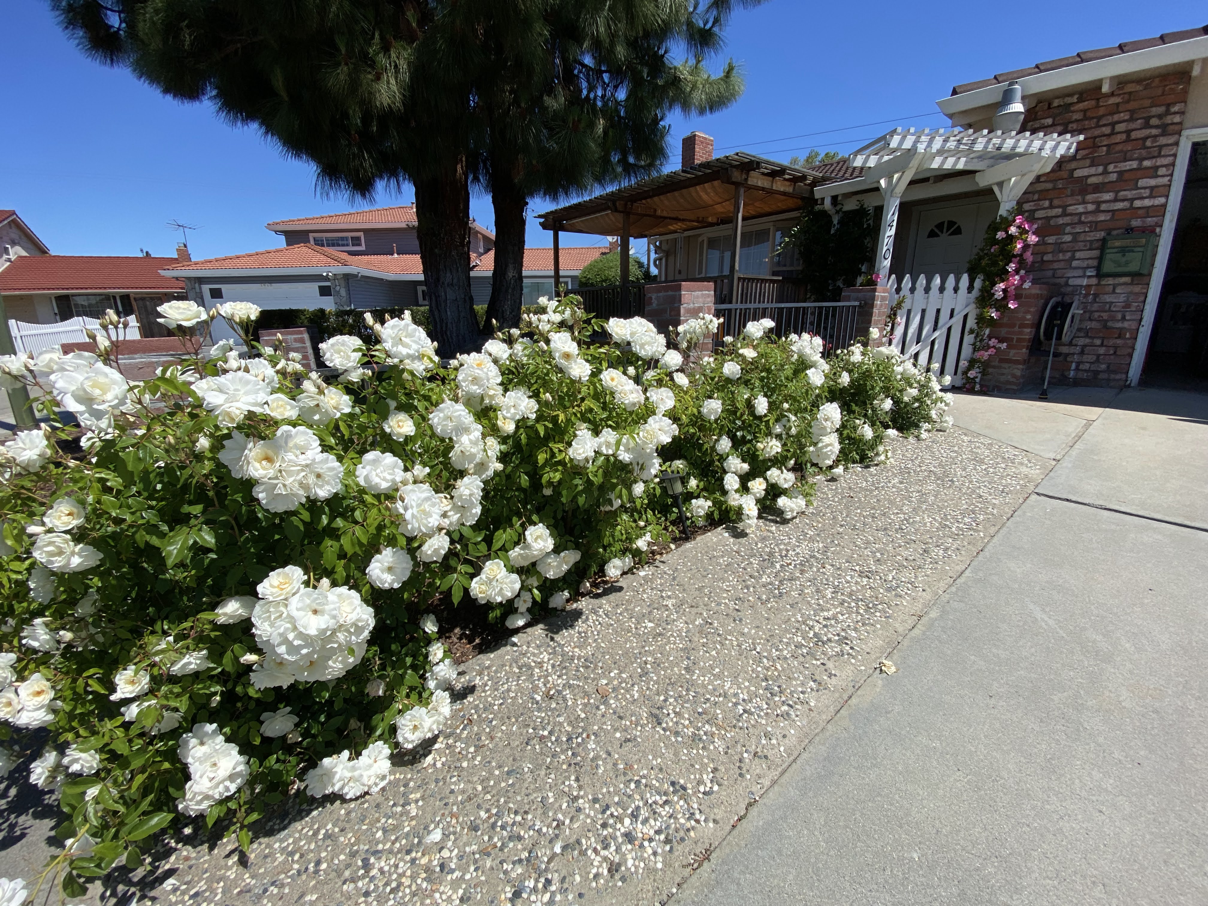 white roses
